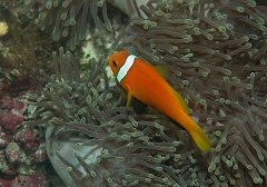 Velidhu - 2013_03_09 - IMG_0268rf_Poisson Clown des Maldives - Amphiprion Nigripe_House reef_pmt